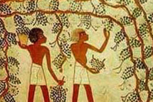 Growing grapes