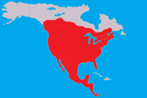 Range (in red) of the garden spider