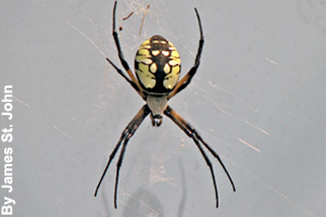 An adult yellow garden spider
