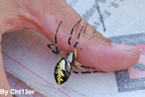 The size of a garden spider