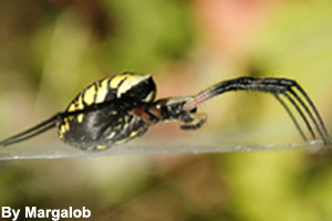 A side view of a garden spider