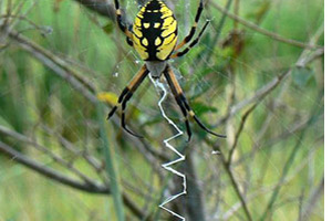 The garden spider uses zig zag threads <br>to hold the orb web.
