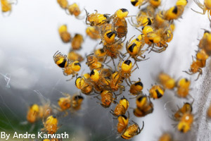 Garden spider babies, spiderlings
