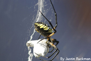 Garden spider with its prey