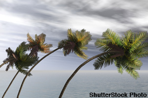 Hurricanes have strong winds.