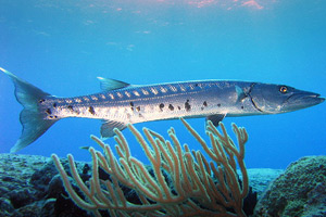 A long, skinny, and silvery green barracuda