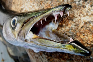 Sharp teeth of a barracuda