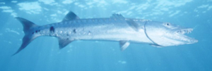 Tiger of the Sea
