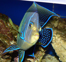 Thin, flat body of a semicircle angelfish