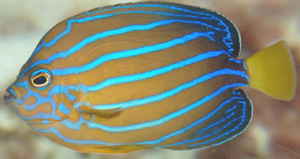 Bluestriped angelfish