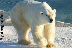 An adult polar bear