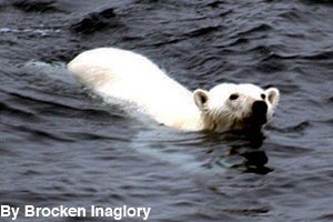 Polar bear swimming in the ocean