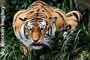 A crouching tiger