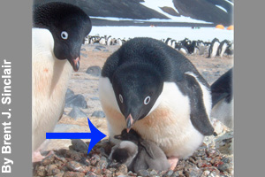 Keeping the Adelie penguin chick warm and safe