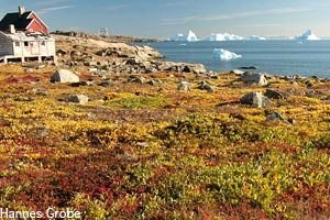 Tundra in the summer