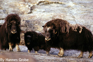 Musk ox