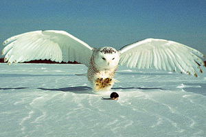 Snowy owl