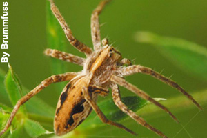 Close-up of a fishing spider