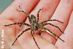 The size of a fishing spider