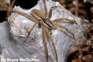 Mother spider protecting a nursery web