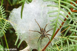 Female fishing spider and a nursery web