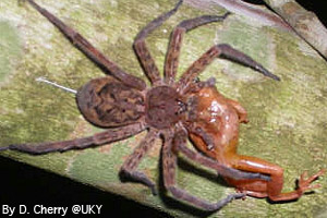 Fishing spider eating a frog